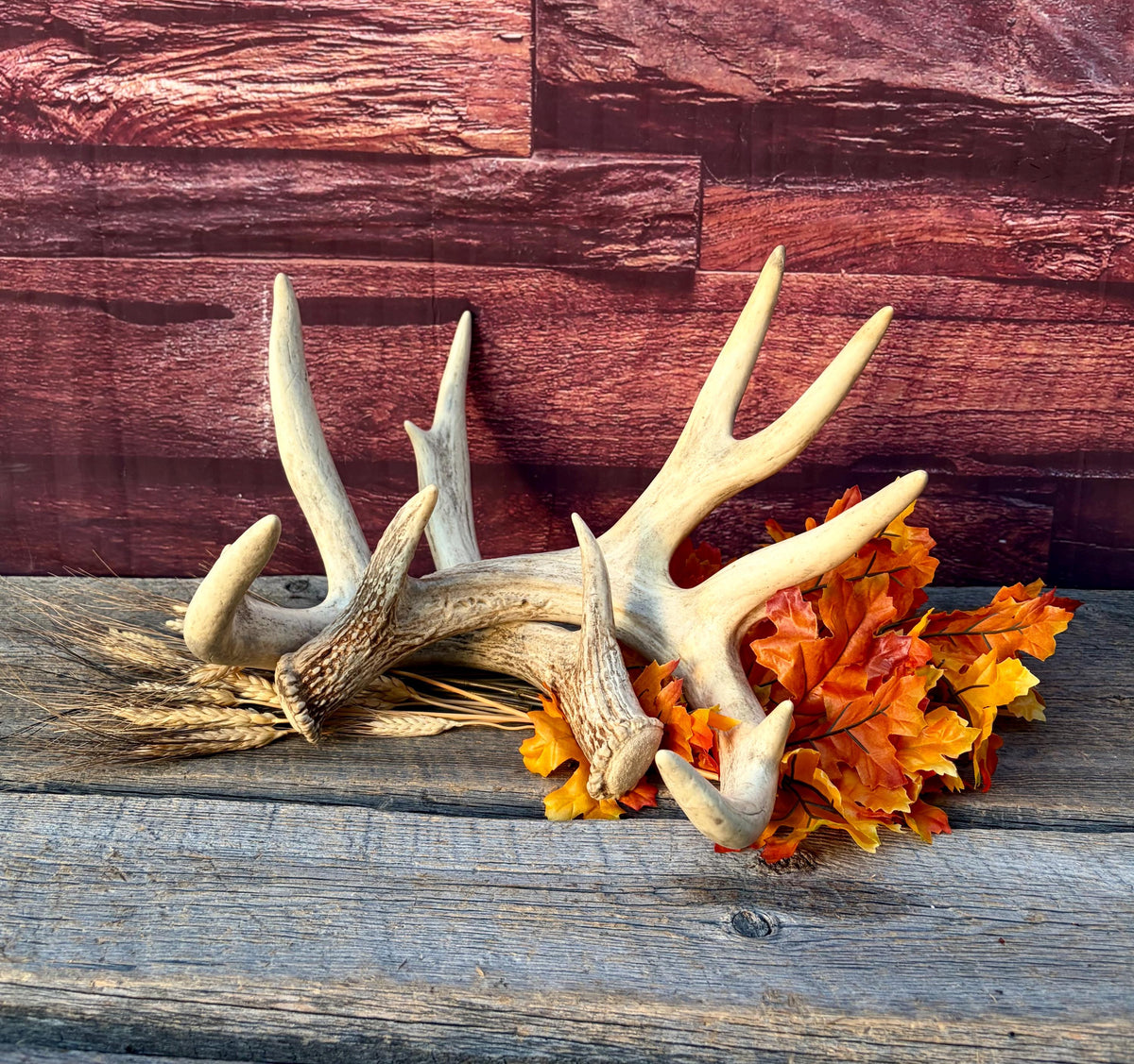 White-tailed Deer Antlers - Enormous Matching Set. Insane Mass! Decor Crafting and More. Perfect Condition