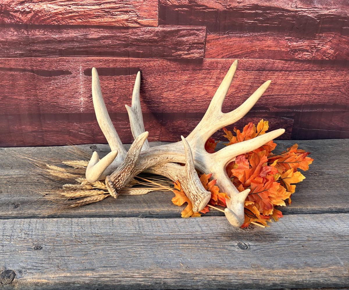 White-tailed Deer Antlers - Enormous Matching Set. Insane Mass! Decor Crafting and More. Perfect Condition