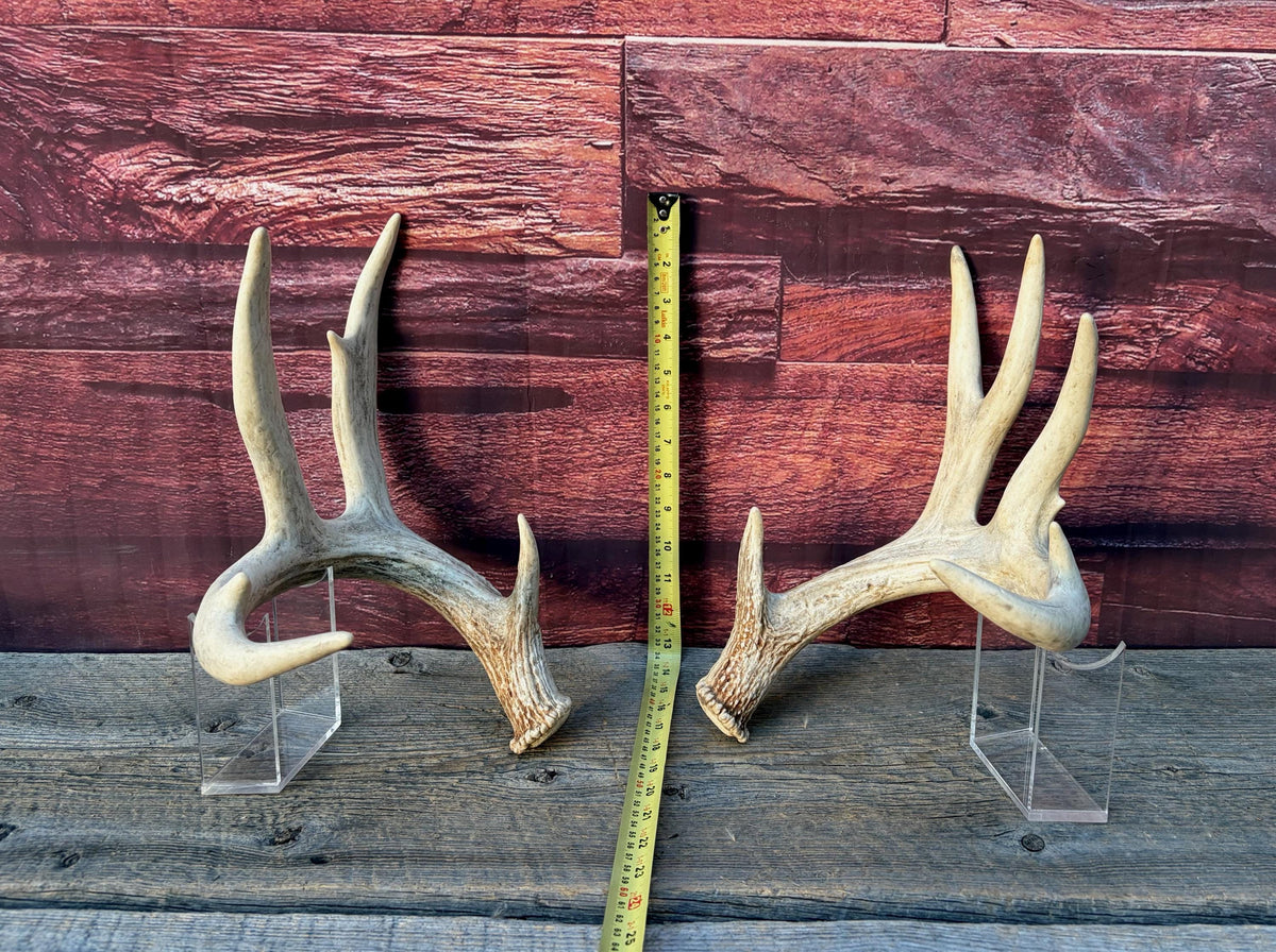 White-tailed Deer Antlers - Enormous Matching Set. Insane Mass! Decor Crafting and More. Perfect Condition