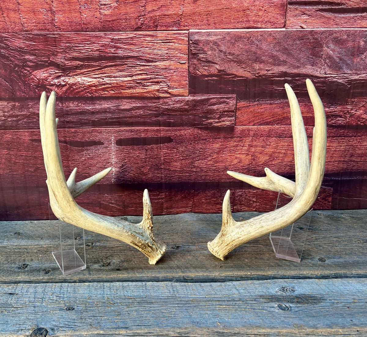 White-tailed Deer Antlers - Enormous Matching Set. Insane Mass! Decor Crafting and More. Perfect Condition