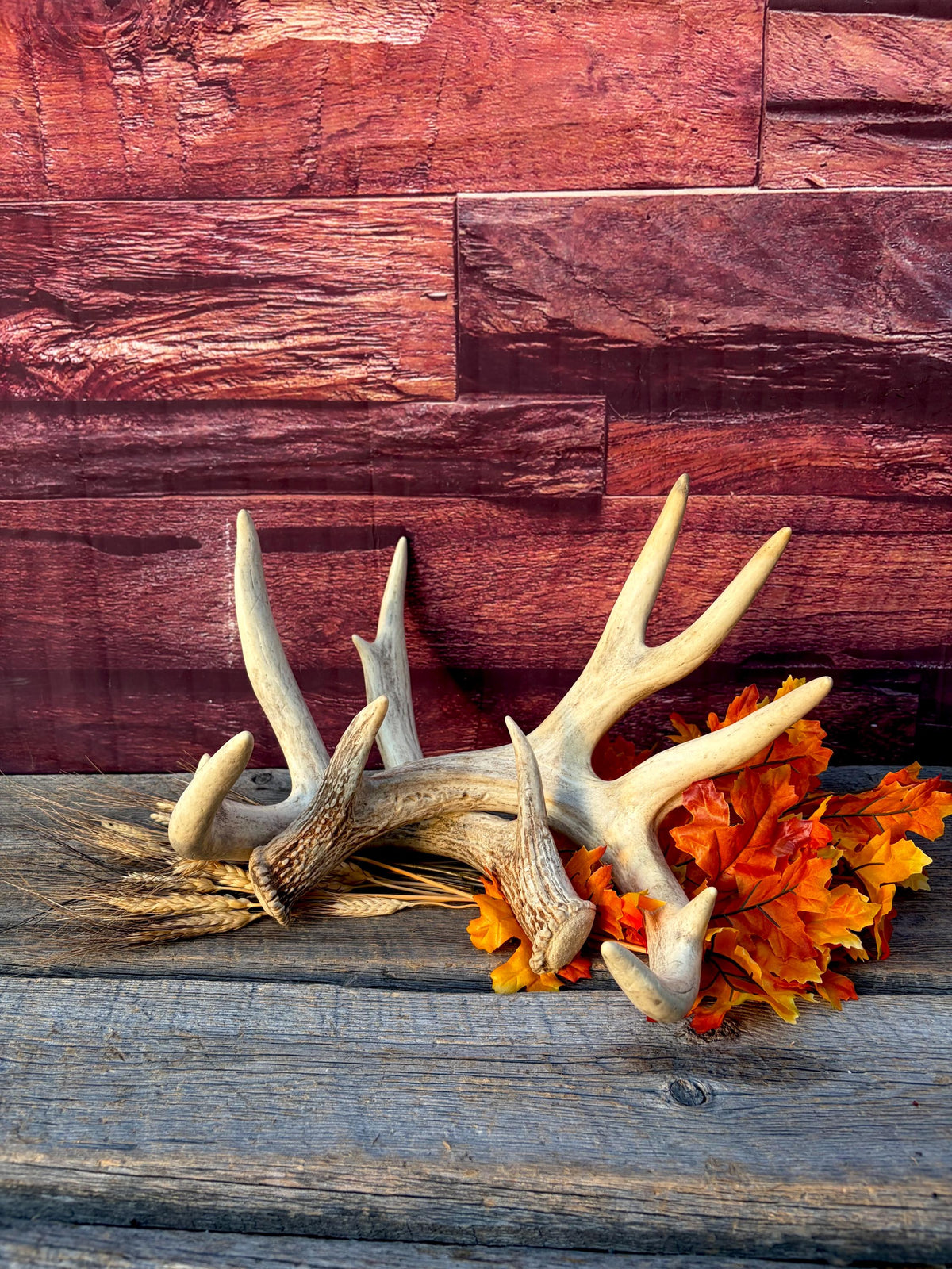 White-tailed Deer Antlers - Enormous Matching Set. Insane Mass! Decor Crafting and More. Perfect Condition