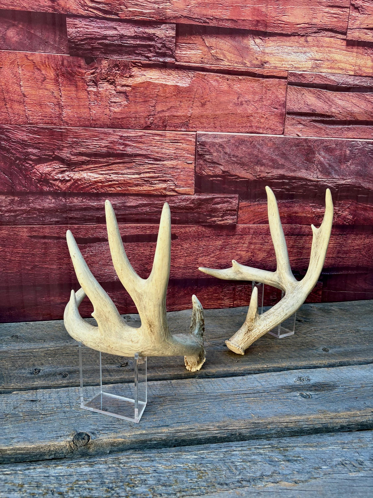 White-tailed Deer Antlers - Enormous Matching Set. Insane Mass! Decor Crafting and More. Perfect Condition
