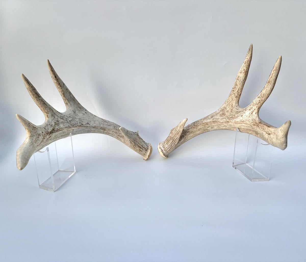 White-tailed Deer Antlers - Enormous Matching Set. Insane Mass! Decor Crafting and More.