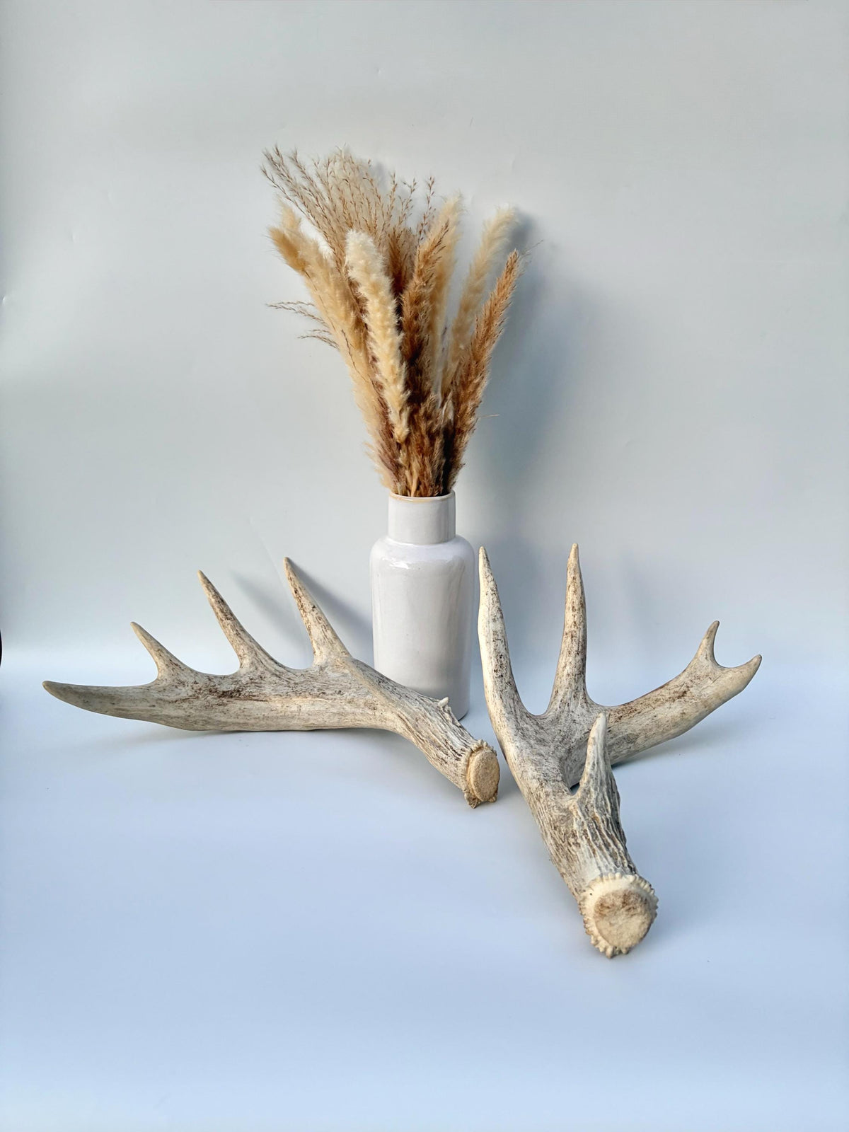 White-tailed Deer Antlers - Enormous Matching Set. Insane Mass! Decor Crafting and More.