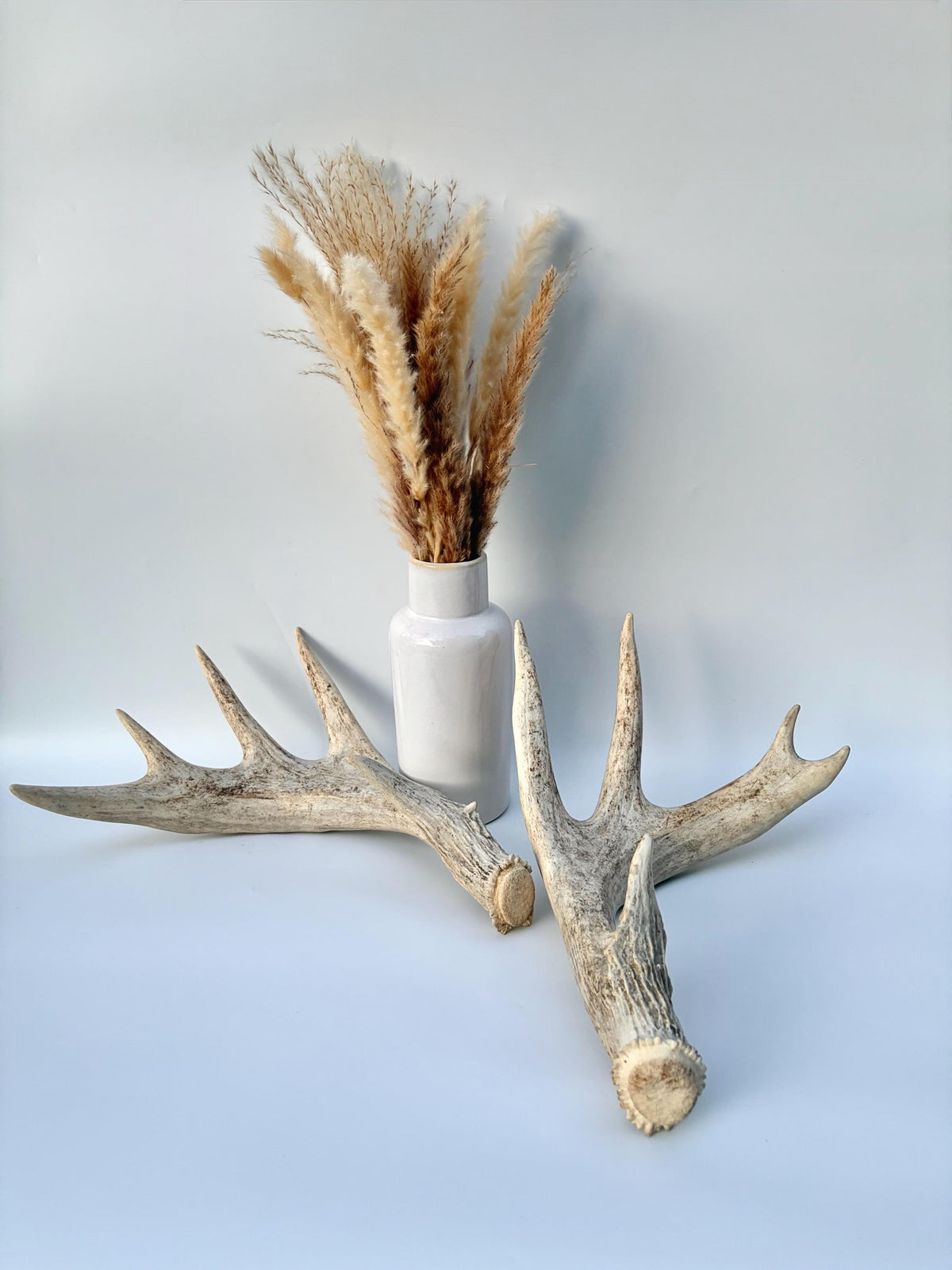 White-tailed Deer Antlers - Enormous Matching Set. Insane Mass! Decor Crafting and More.