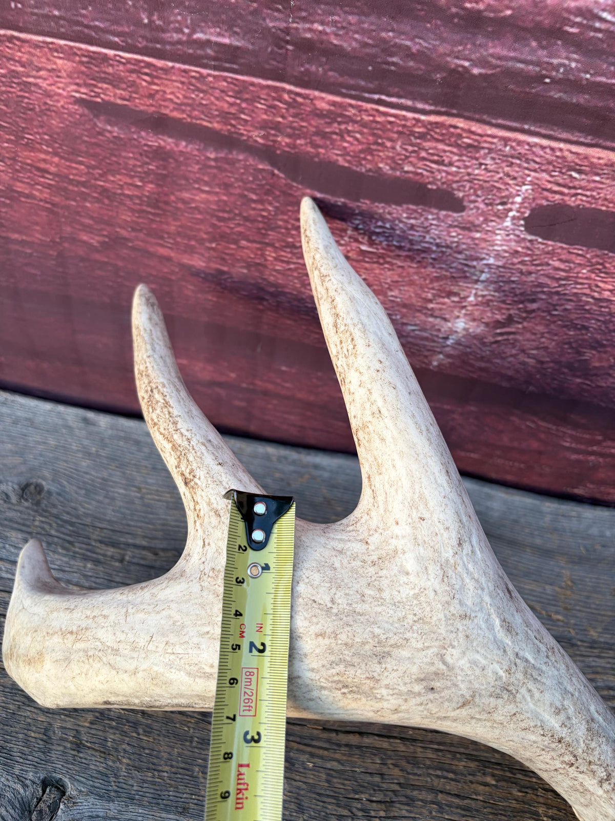 White-tailed Deer Antlers - Enormous Matching Set. Insane Mass! Decor Crafting and More.