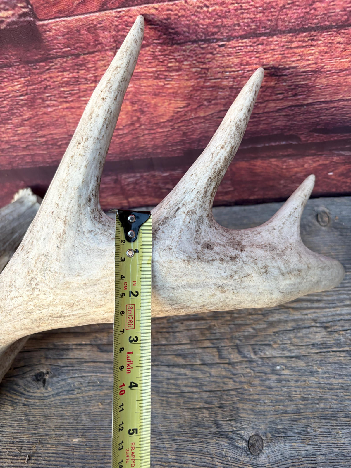 White-tailed Deer Antlers - Enormous Matching Set. Insane Mass! Decor Crafting and More.