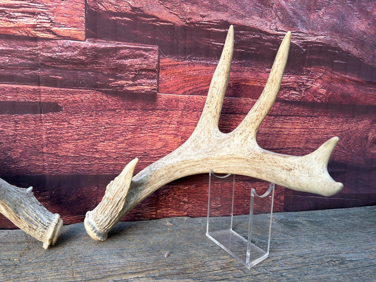 White-tailed Deer Antlers - Enormous Matching Set. Insane Mass! Decor Crafting and More.