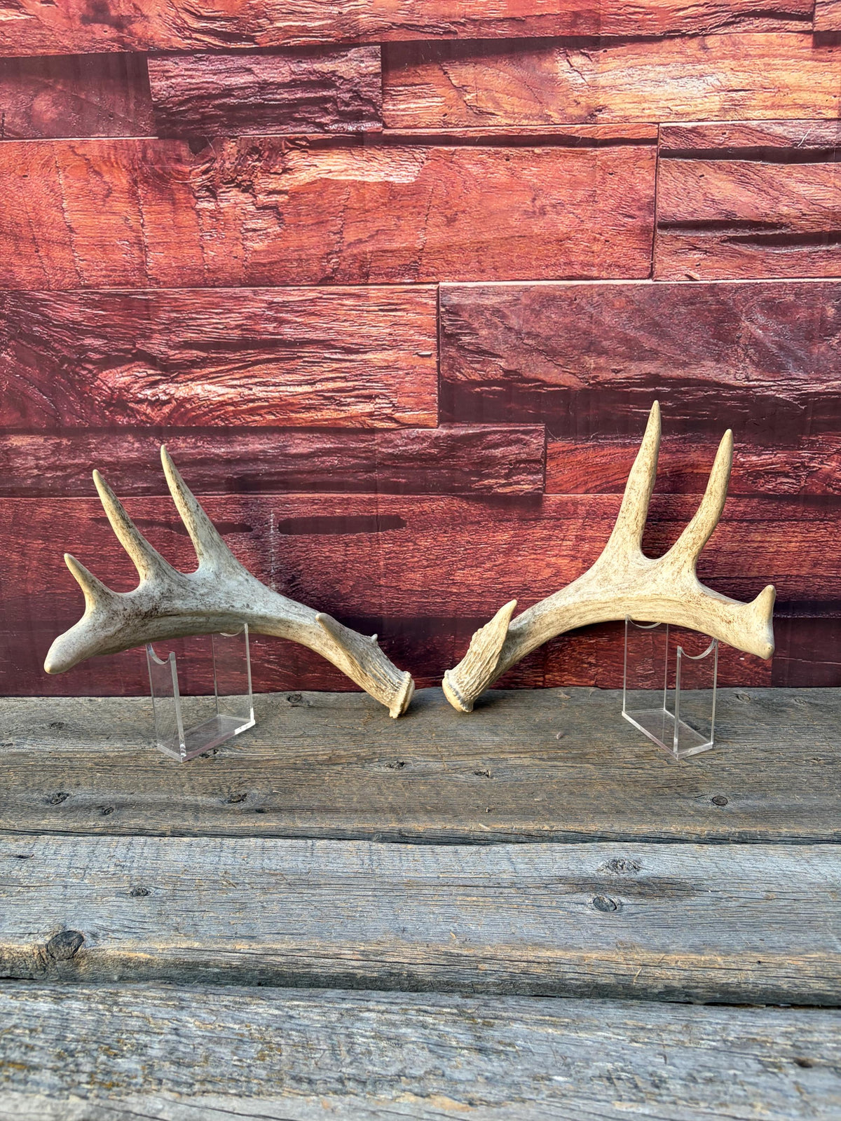 White-tailed Deer Antlers - Enormous Matching Set. Insane Mass! Decor Crafting and More.