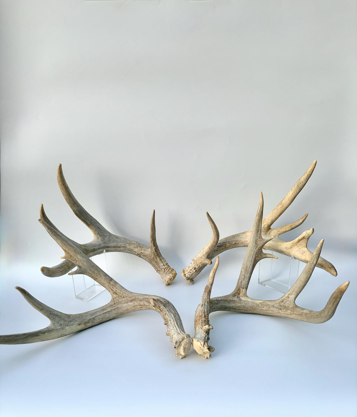 4 Deer Antlers - 2 Matched Sets From the Same Deer. Huge Whitetailed deer