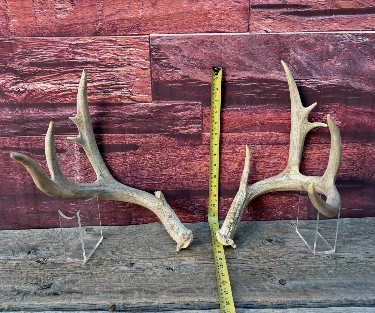 4 Deer Antlers - 2 Matched Sets From the Same Deer. Huge Whitetailed deer
