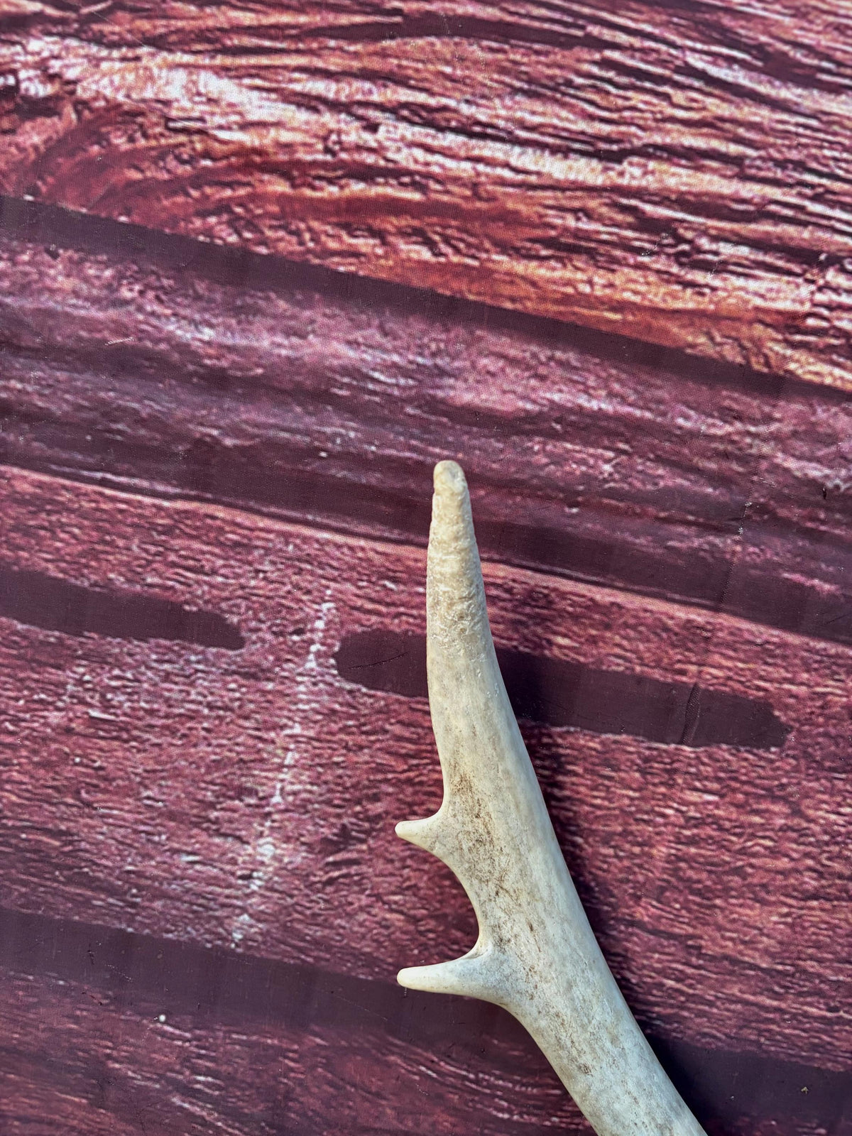 4 Deer Antlers - 2 Matched Sets From the Same Deer. Huge Whitetailed deer