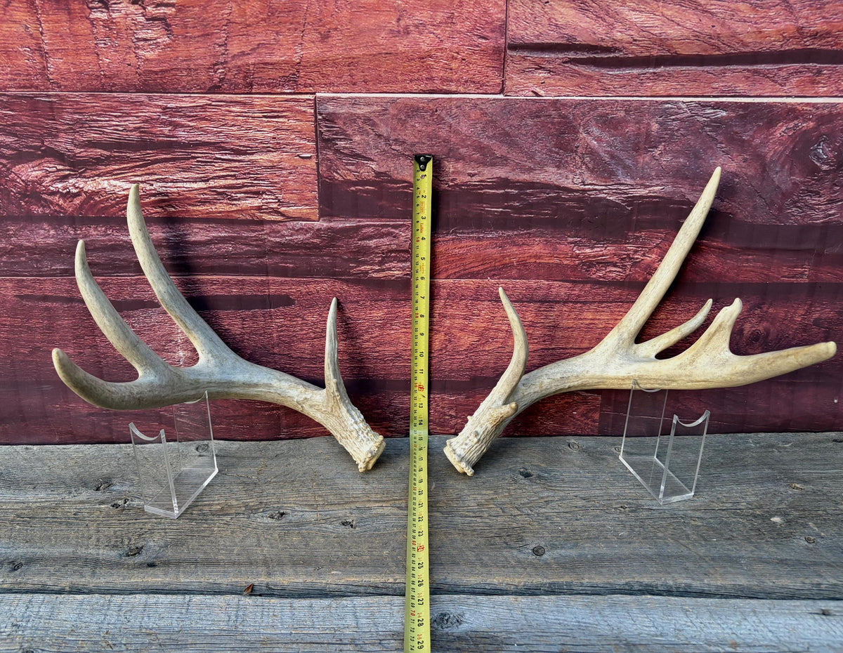 4 Deer Antlers - 2 Matched Sets From the Same Deer. Huge Whitetailed deer