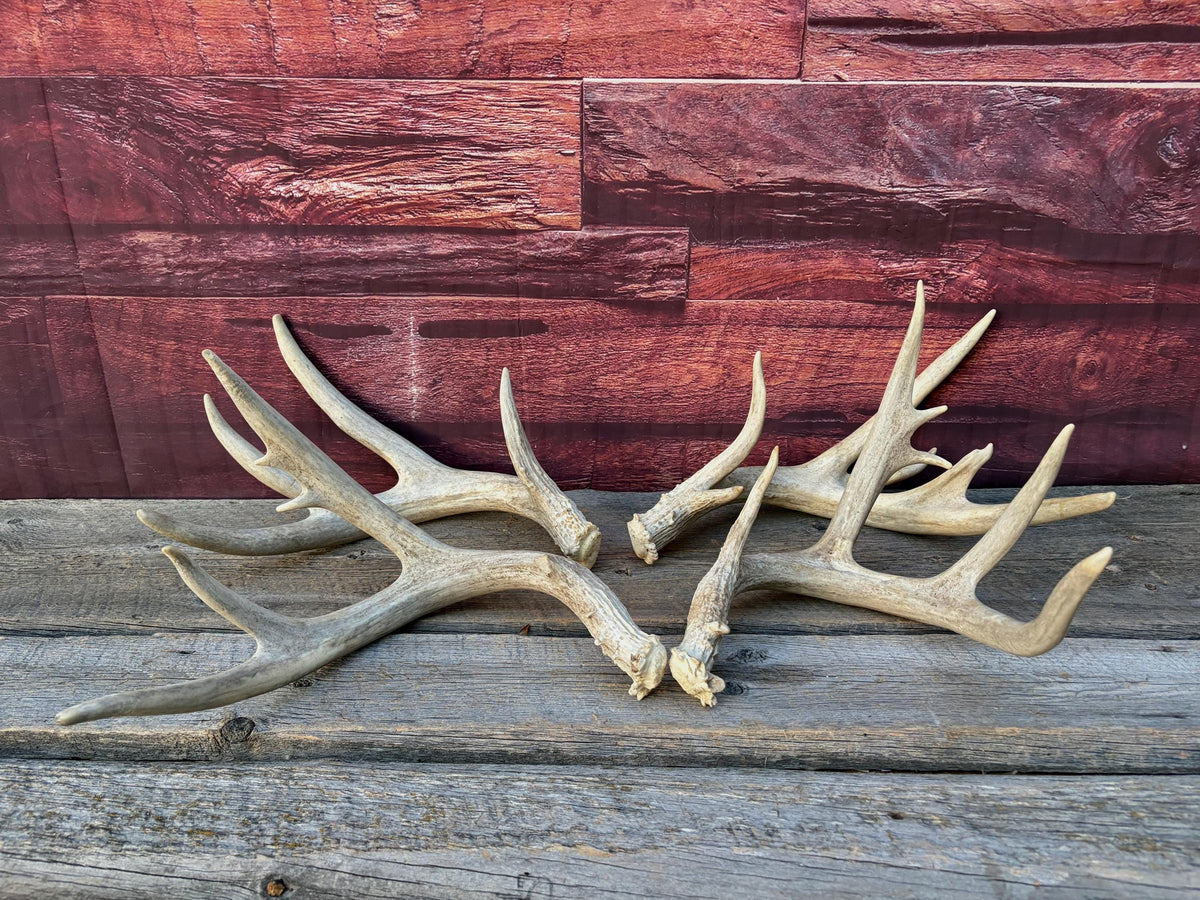 4 Deer Antlers - 2 Matched Sets From the Same Deer. Huge Whitetailed deer
