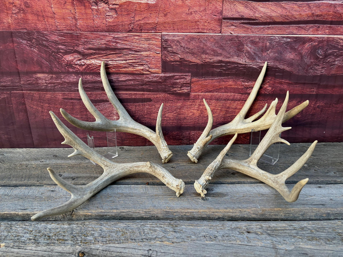 4 Deer Antlers - 2 Matched Sets From the Same Deer. Huge Whitetailed deer