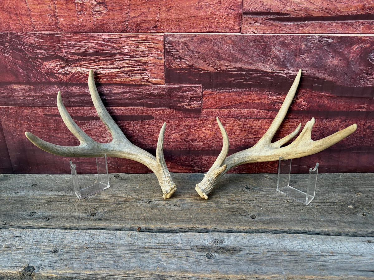 4 Deer Antlers - 2 Matched Sets From the Same Deer. Huge Whitetailed deer