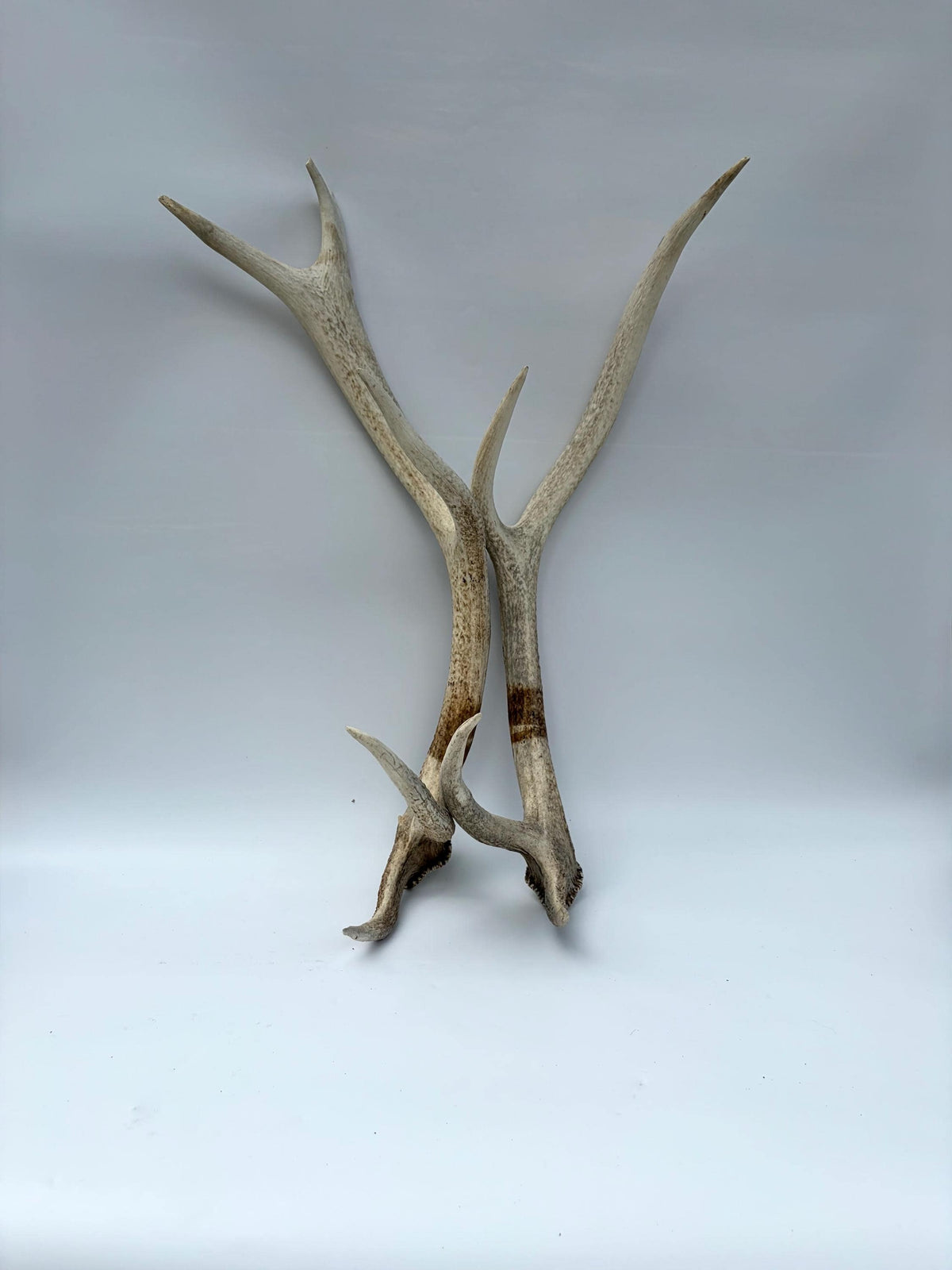 Matching Elk Antler Set. Elk Sheds for Home Decor, Interior Design and More.