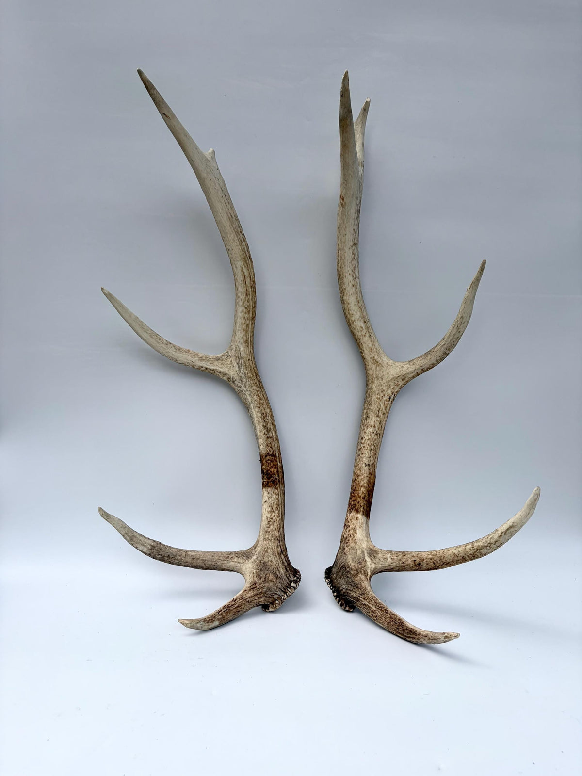 Matching Elk Antler Set. Elk Sheds for Home Decor, Interior Design and More.