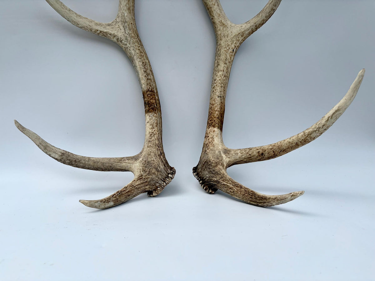 Matching Elk Antler Set. Elk Sheds for Home Decor, Interior Design and More.