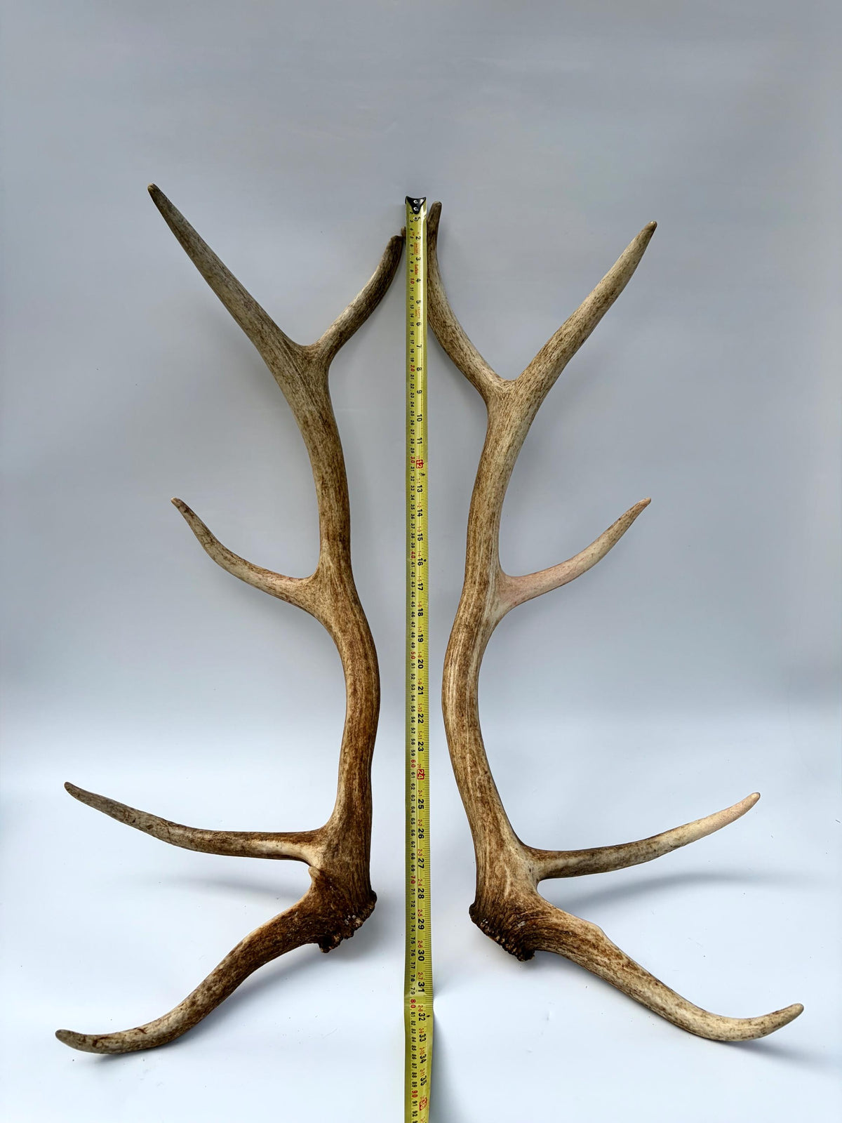 Matching Elk Antler Set. Fresh Large Antlers for Home Decor, Interior Design and More.