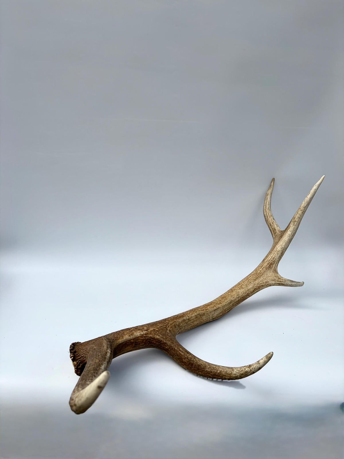 Matching Elk Antler Set. Fresh Large Antlers for Home Decor, Interior Design and More.