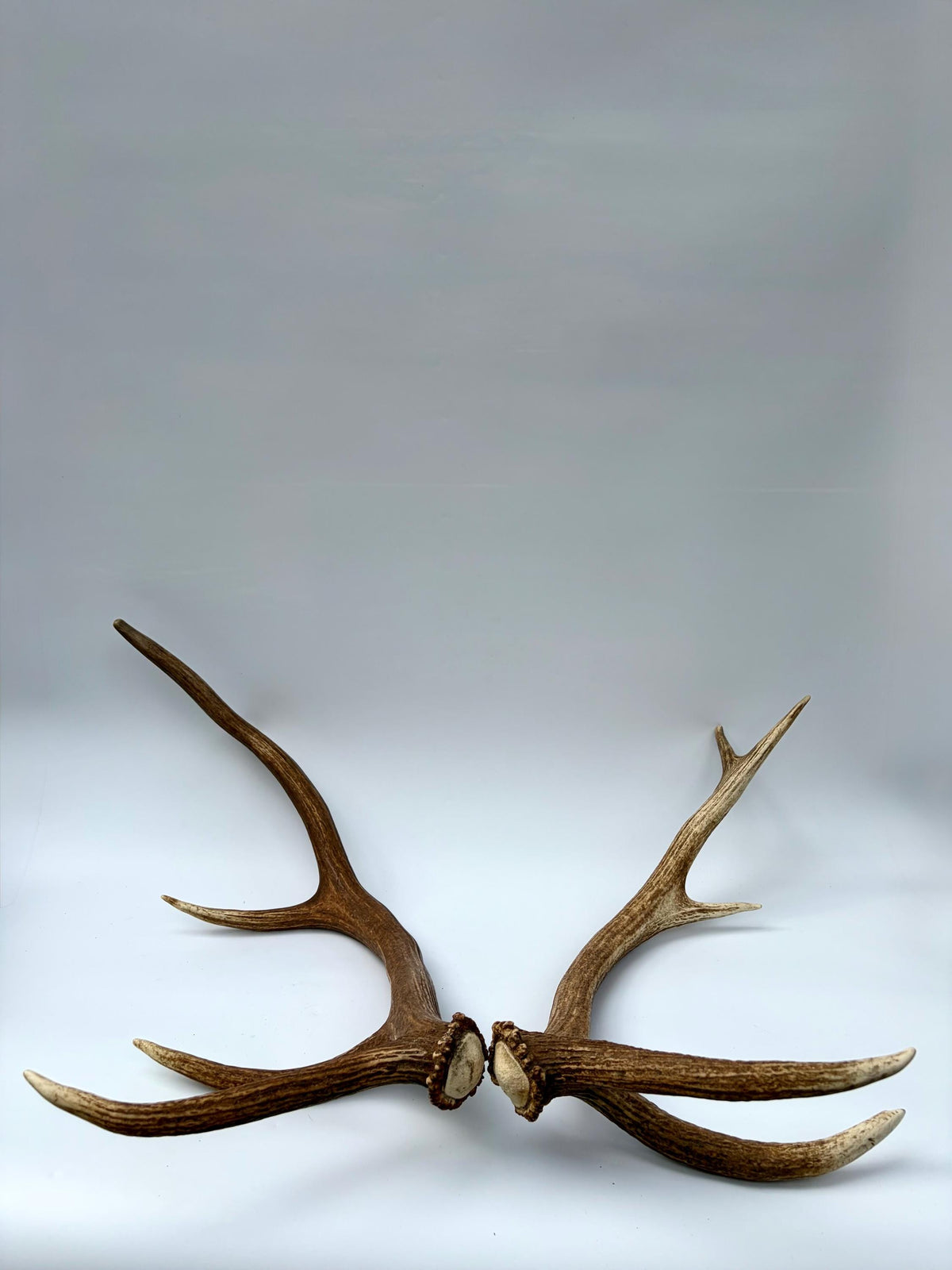 Matching Elk Antler Set. Pristine Elk Sheds for Home Decor, Interior Design and More.