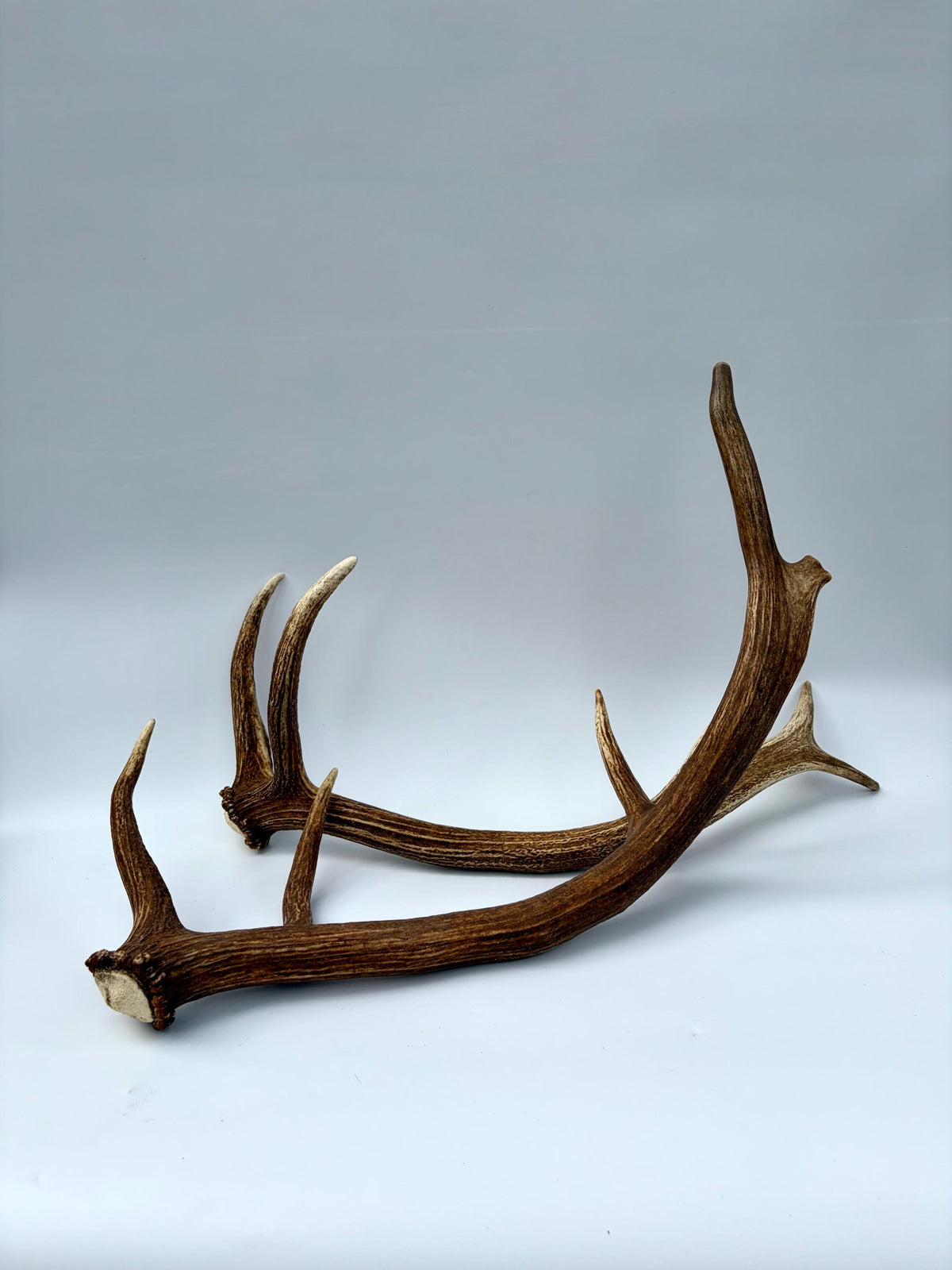 Matching Elk Antler Set. Pristine Elk Sheds for Home Decor, Interior Design and More.