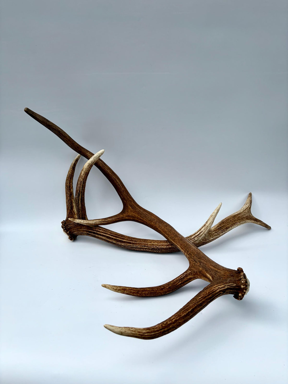 Matching Elk Antler Set. Pristine Elk Sheds for Home Decor, Interior Design and More.