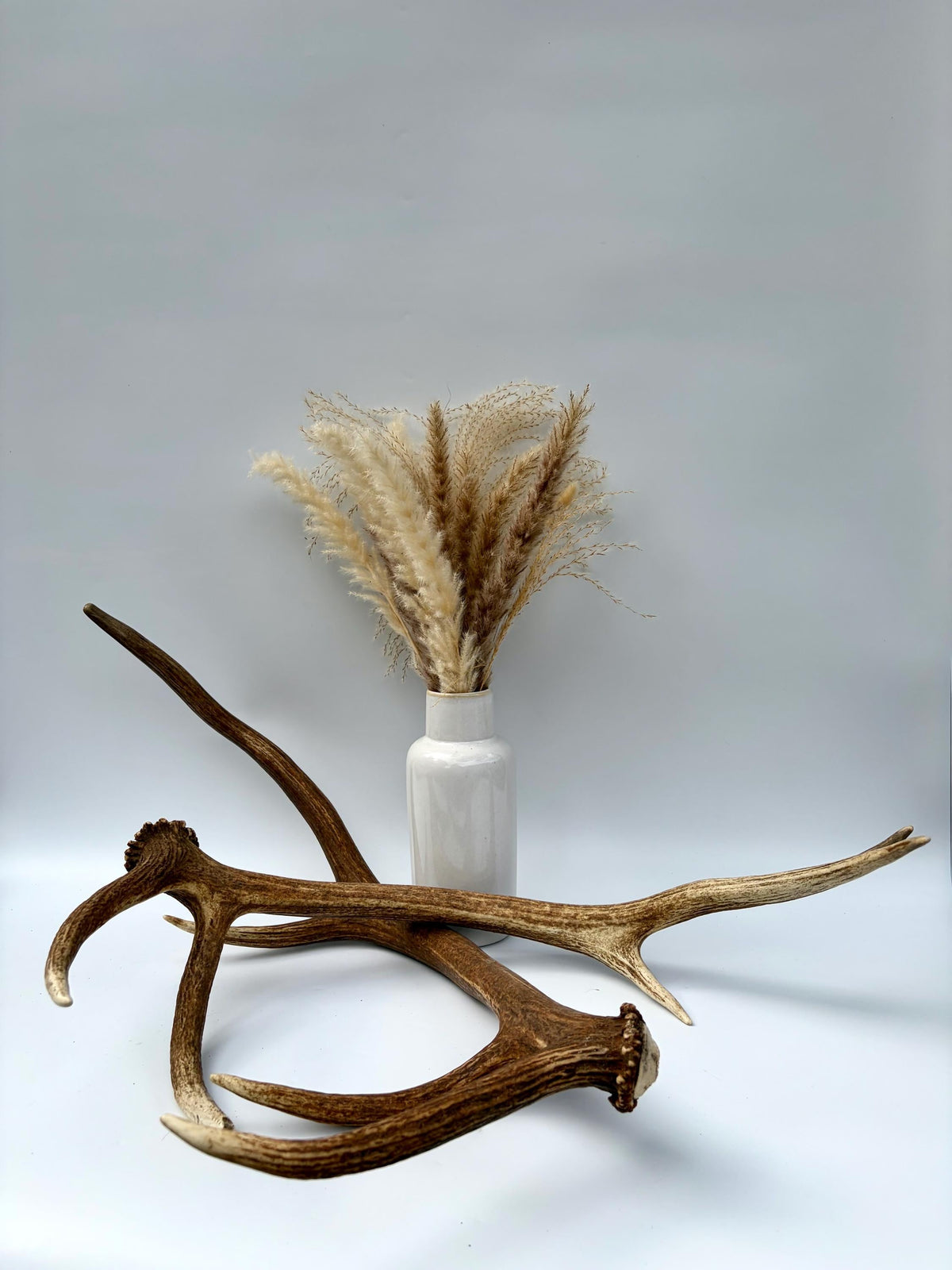 Matching Elk Antler Set. Pristine Elk Sheds for Home Decor, Interior Design and More.