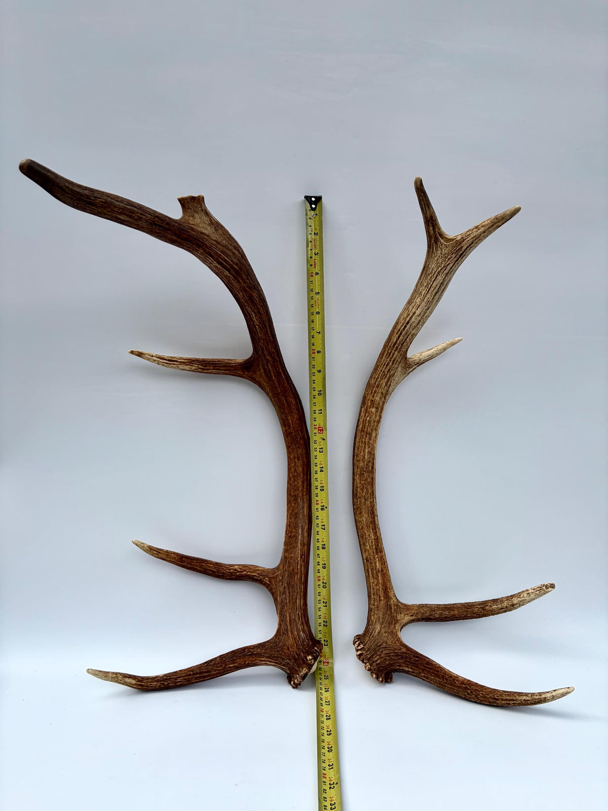 Matching Elk Antler Set. Pristine Elk Sheds for Home Decor, Interior Design and More.