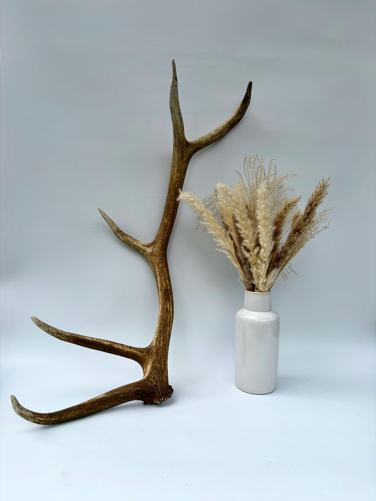 Matching Elk Antler Set. Fresh Large Antlers for Home Decor, Interior Design and More.