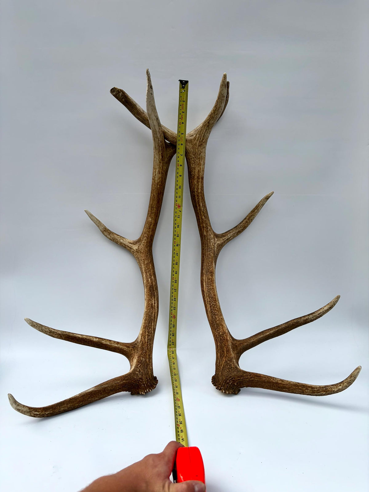 Matching Elk Antler Set. Fresh Large Antlers for Home Decor, Interior Design and More.