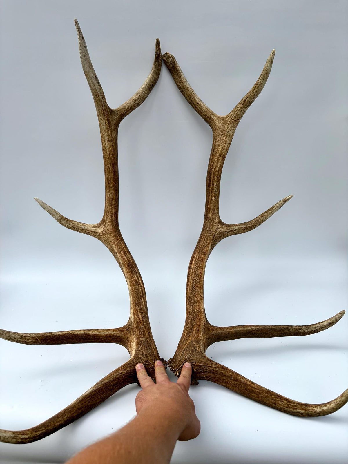 Matching Elk Antler Set. Fresh Large Antlers for Home Decor, Interior Design and More.