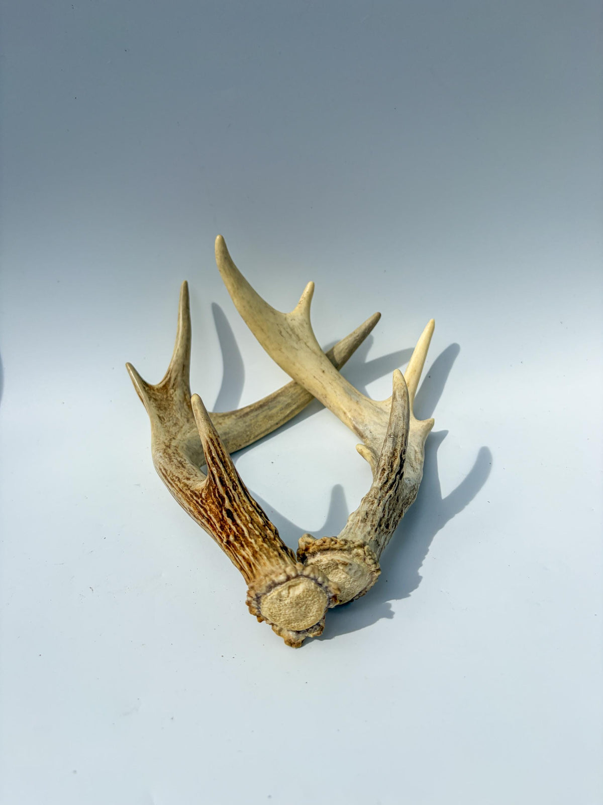 Deer Antlers - Medium Sized White-tailed Deer Matching set. Canadian Buck. Crafting and Decor Antlers