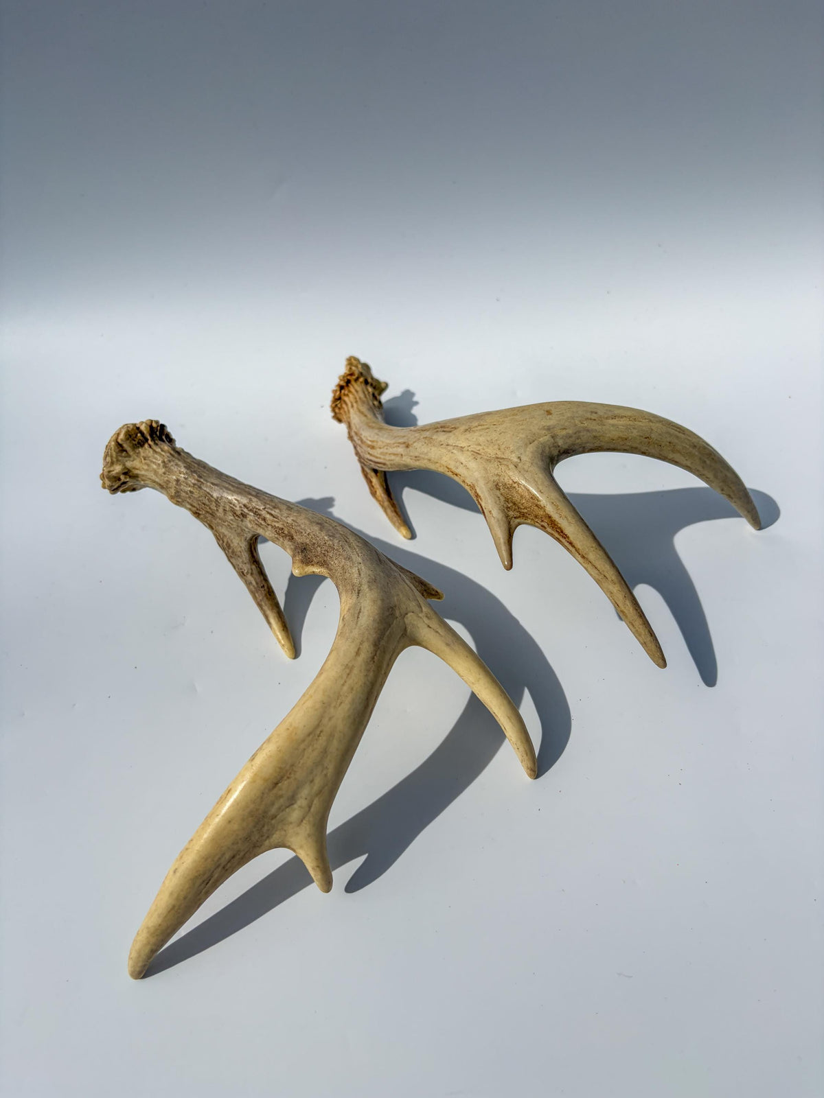 Deer Antlers - Medium Sized White-tailed Deer Matching set. Canadian Buck. Crafting and Decor Antlers