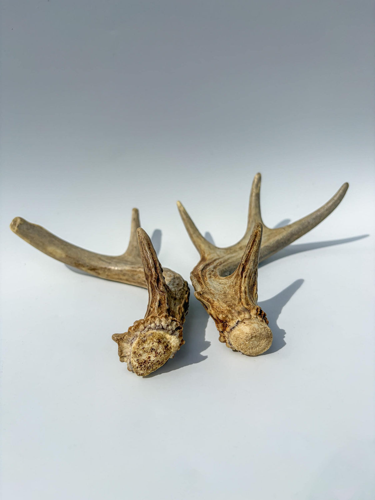 Deer Antlers - Medium Sized White-tailed Deer Matching set. Canadian Buck. Crafting and Decor Antlers