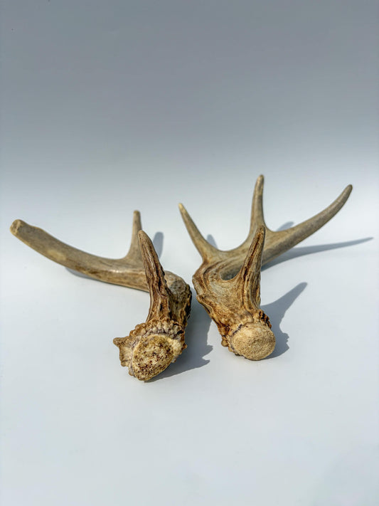 Deer Antlers - Medium Sized White-tailed Deer Matching set. Canadian Buck. Crafting and Decor Antlers
