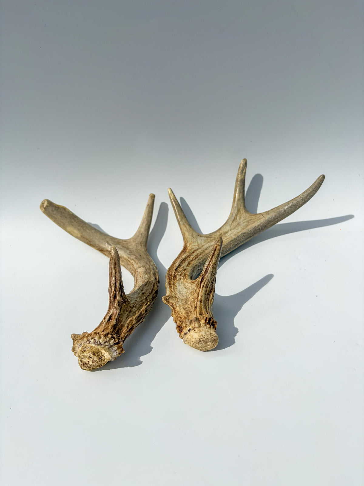 Deer Antlers - Medium Sized White-tailed Deer Matching set. Canadian Buck. Crafting and Decor Antlers