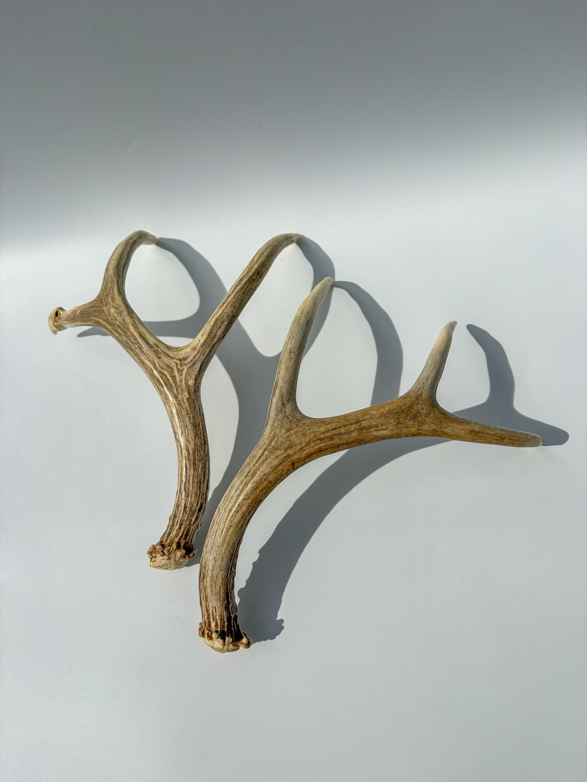 Deer Antlers - Medium sized Mule Deer Matching set. Canadian Buck. Crafting and Decor Antlers
