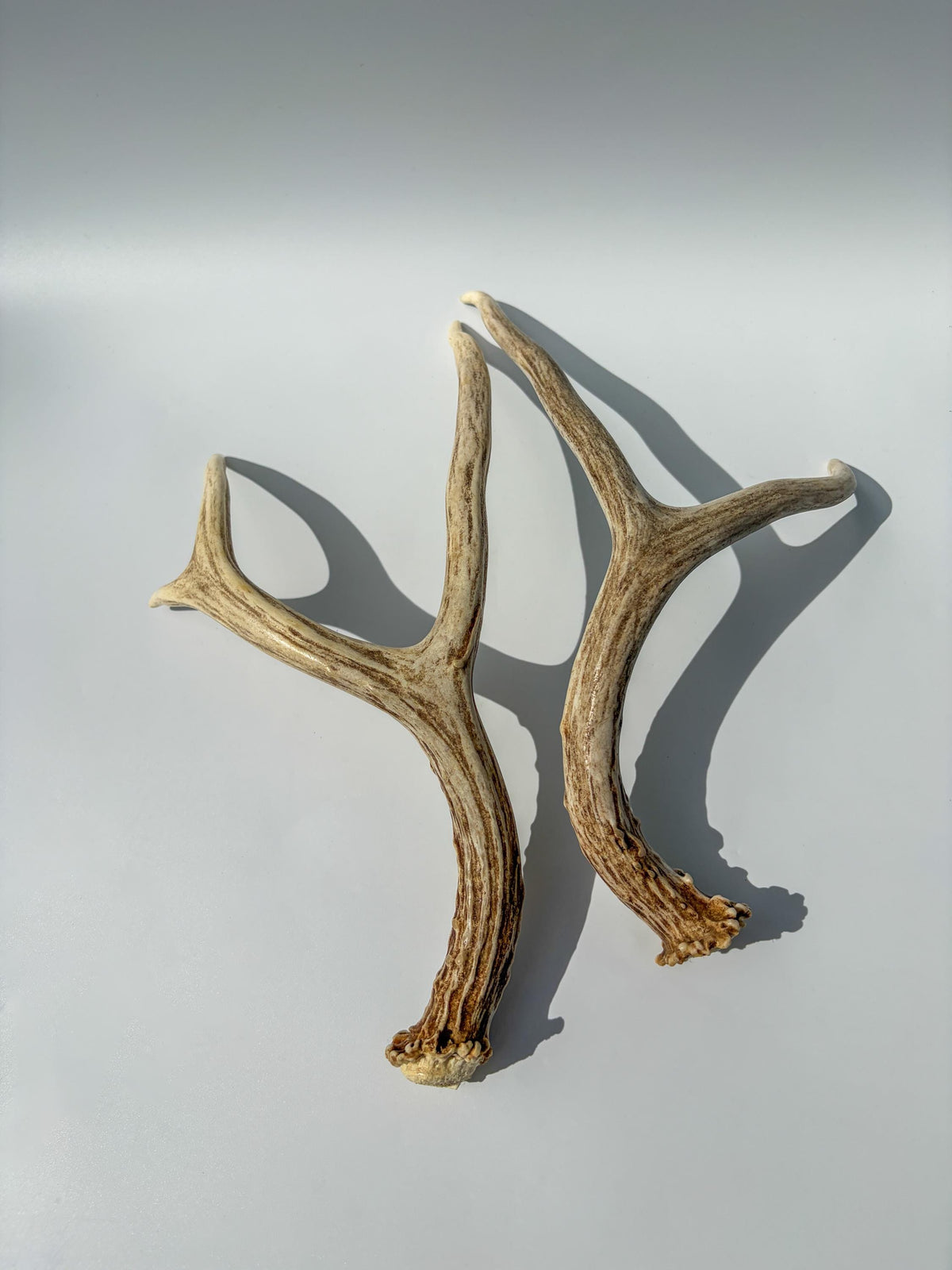 Deer Antlers - Medium sized Mule Deer Matching set. Canadian Buck. Crafting and Decor Antlers