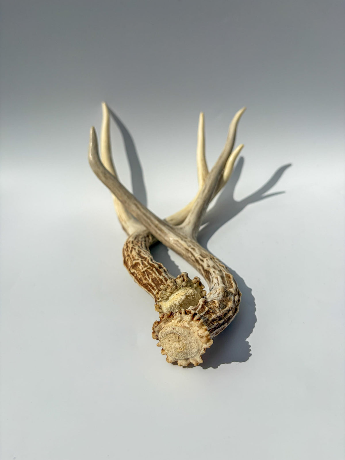 Deer Antlers - Medium sized Mule Deer Matching set. Canadian Buck. Crafting and Decor Antlers