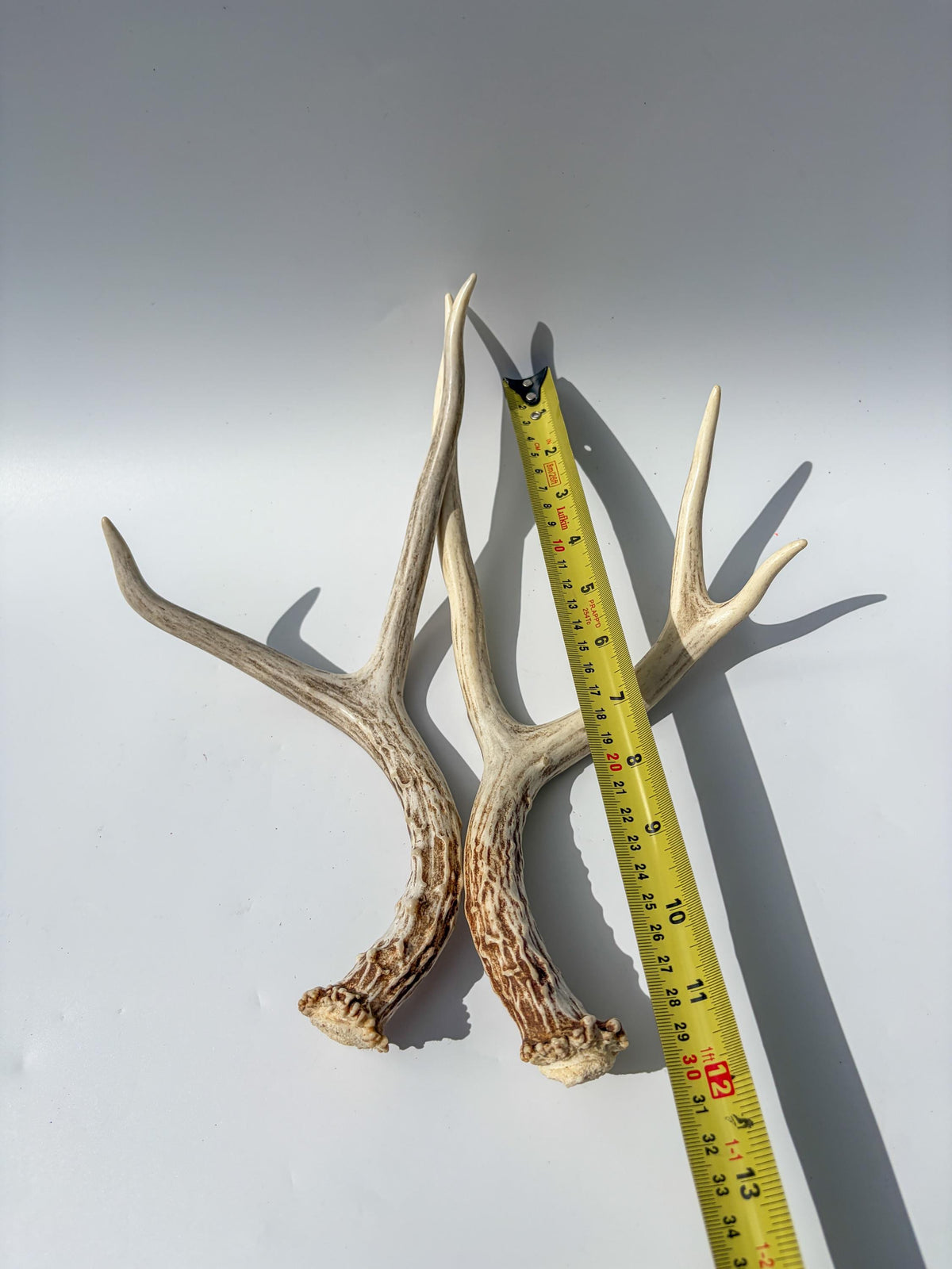 Deer Antlers - Medium sized Mule Deer Matching set. Canadian Buck. Crafting and Decor Antlers