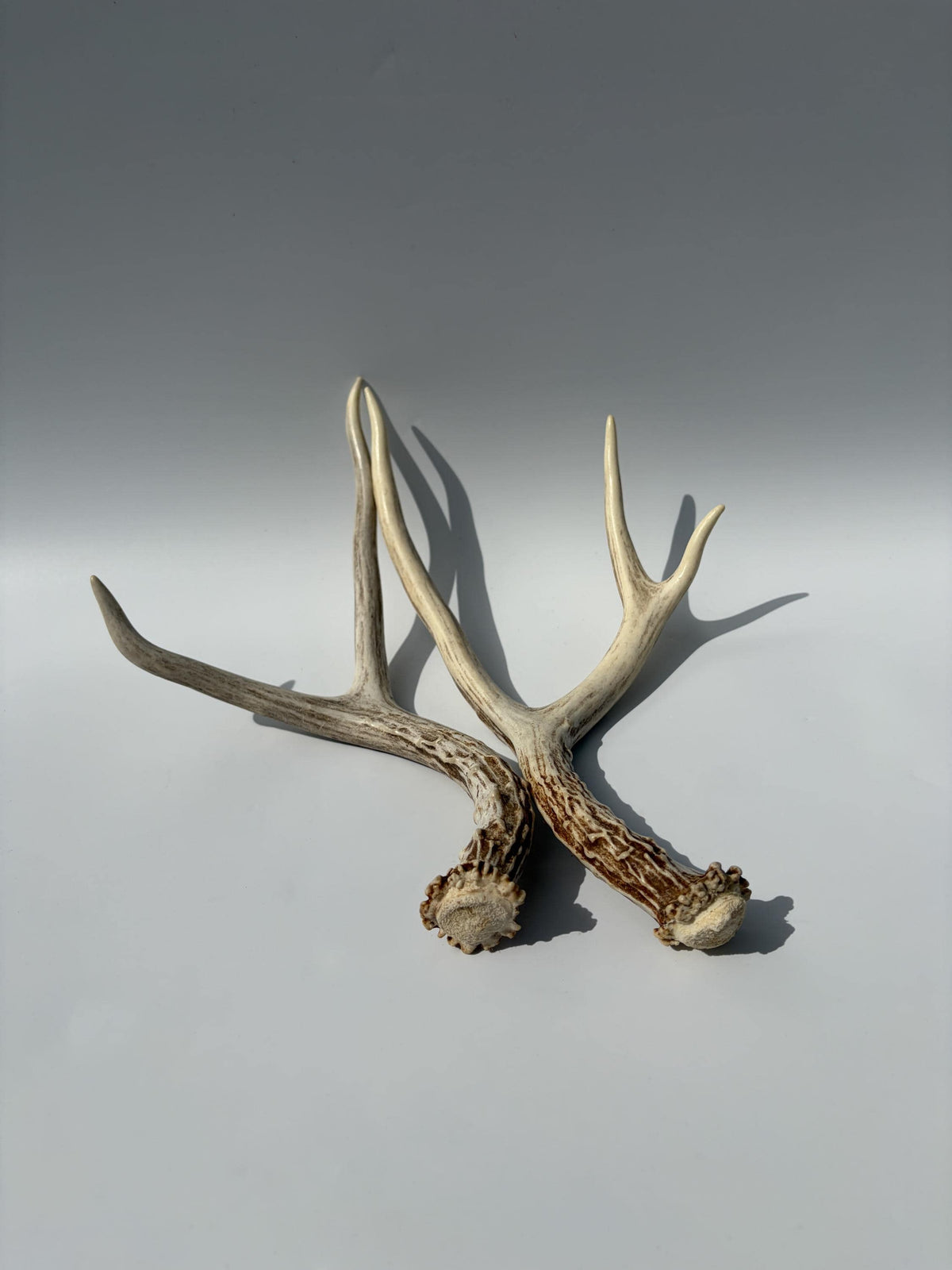 Deer Antlers - Medium sized Mule Deer Matching set. Canadian Buck. Crafting and Decor Antlers