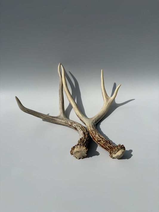 Deer Antlers - Medium sized Mule Deer Matching set. Canadian Buck. Crafting and Decor Antlers
