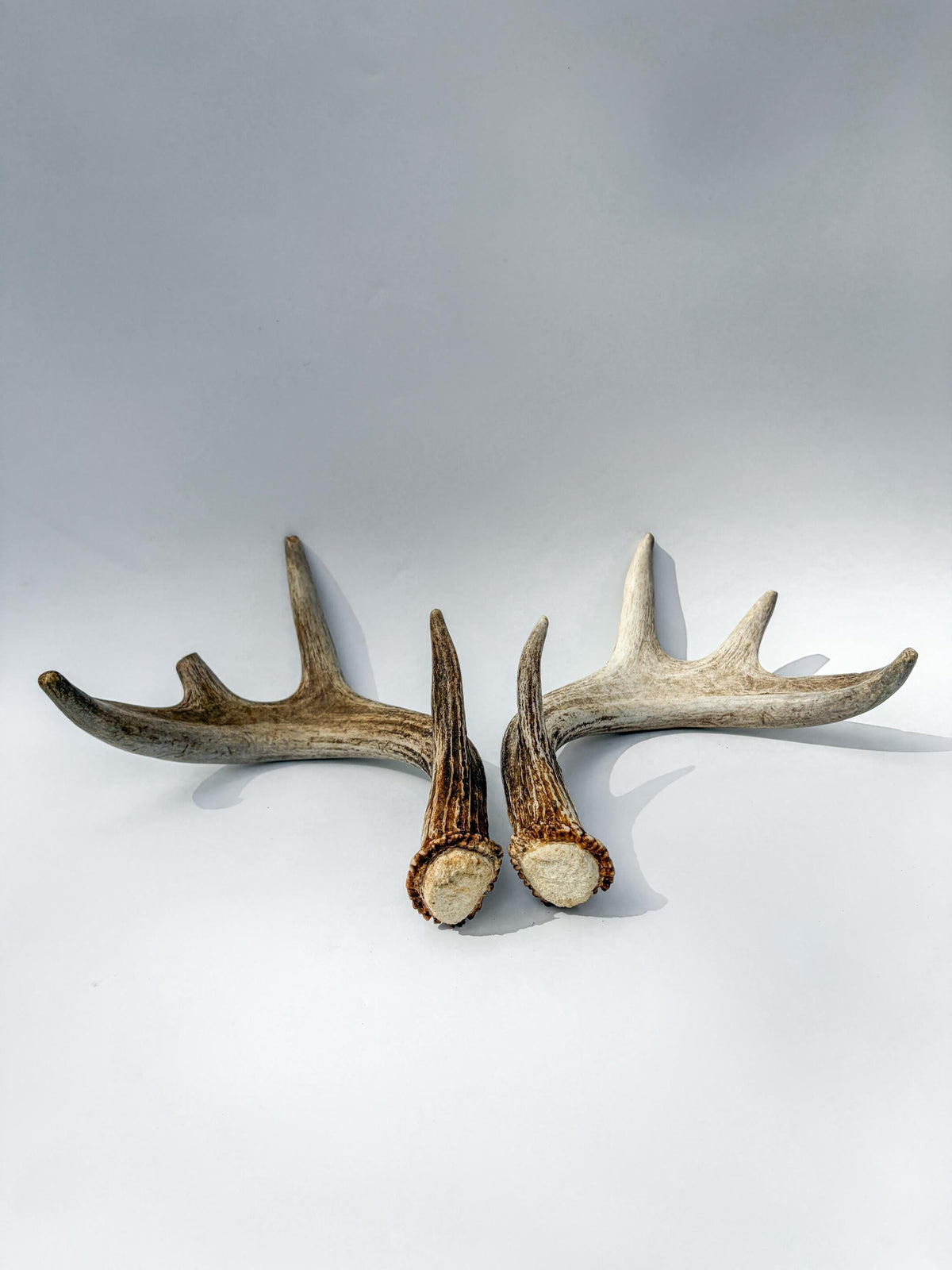 Deer Antlers - Medium-Sized White-tailed Deer Matching set. Canadian Buck. Crafting and Decor Antlers