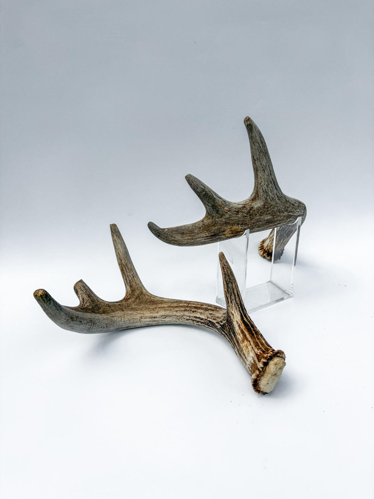 Deer Antlers - Medium-Sized White-tailed Deer Matching set. Canadian Buck. Crafting and Decor Antlers