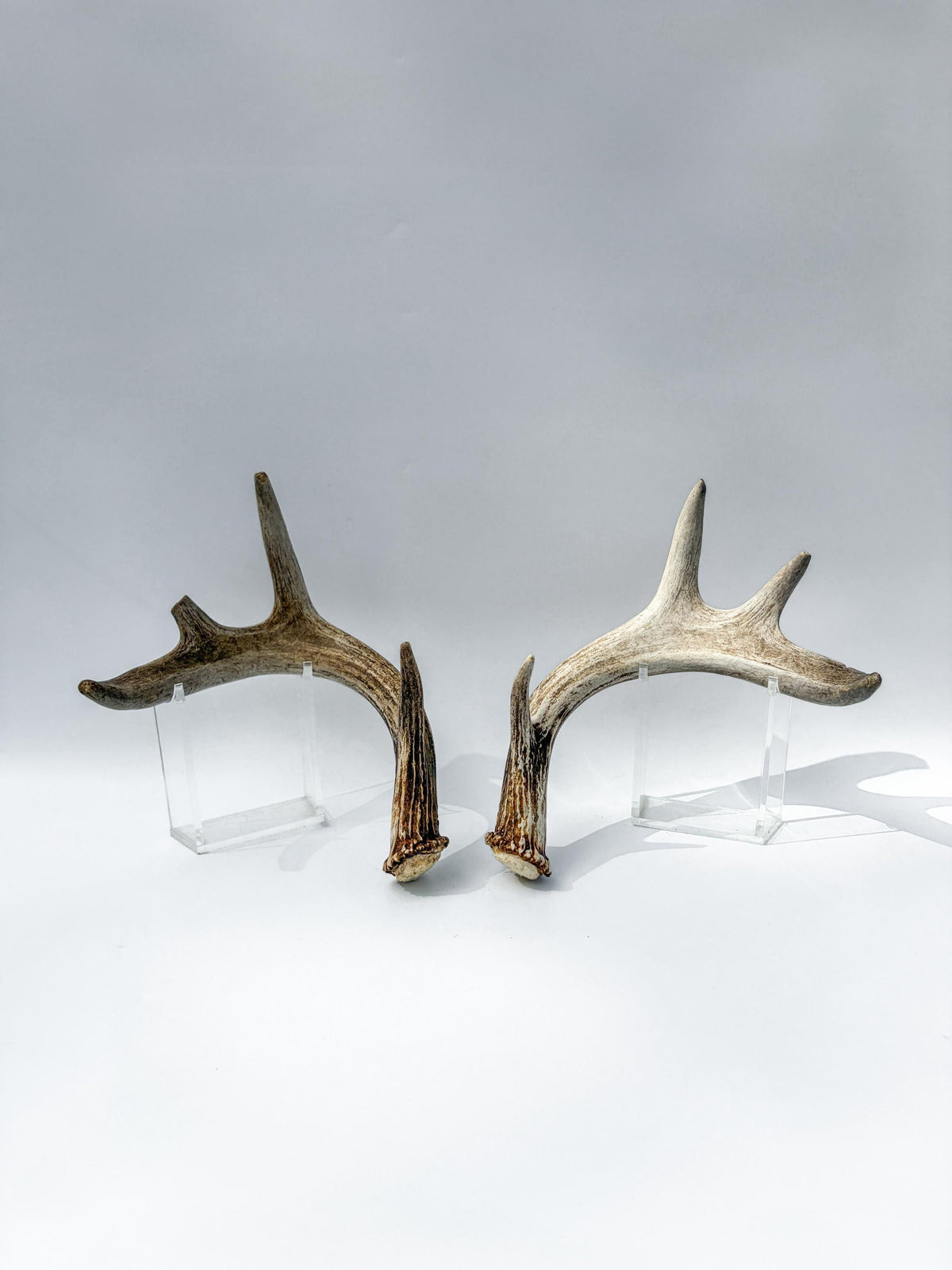 Deer Antlers - Medium-Sized White-tailed Deer Matching set. Canadian Buck. Crafting and Decor Antlers