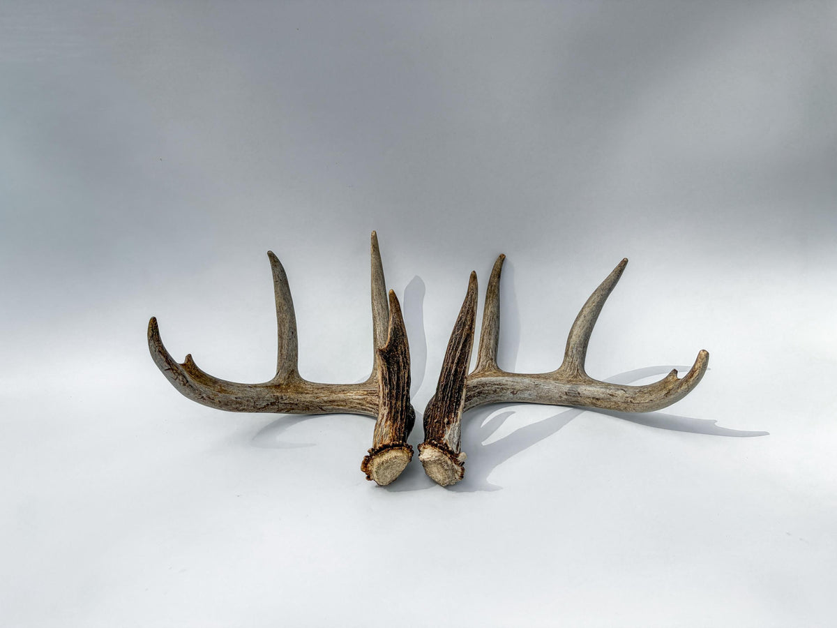 Deer Antlers - Matching White-tailed Deer Antler Set. Antlers for Interior Design, Crafting, and More.