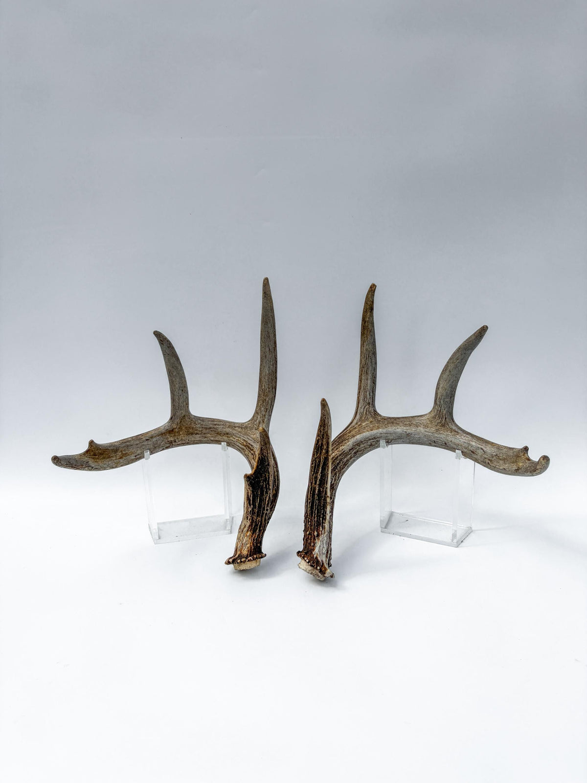 Deer Antlers - Matching White-tailed Deer Antler Set. Antlers for Interior Design, Crafting, and More.