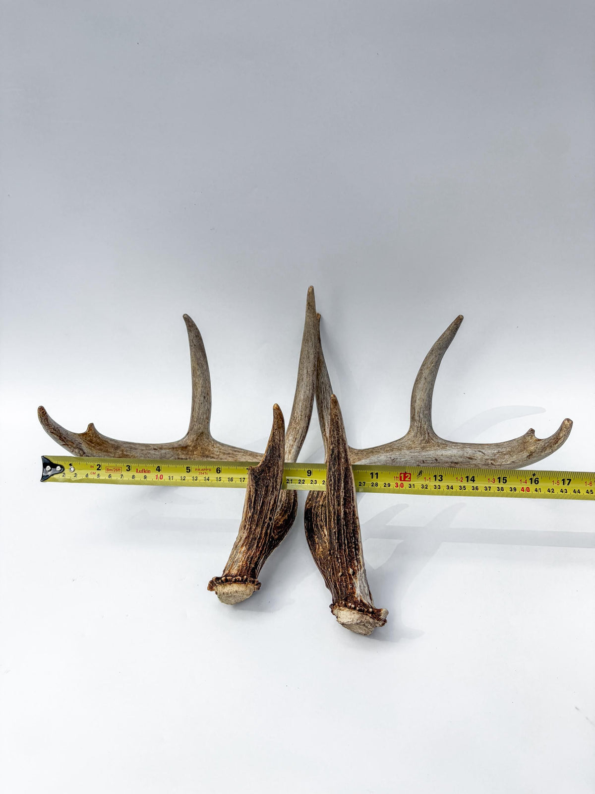 Deer Antlers - Matching White-tailed Deer Antler Set. Antlers for Interior Design, Crafting, and More.